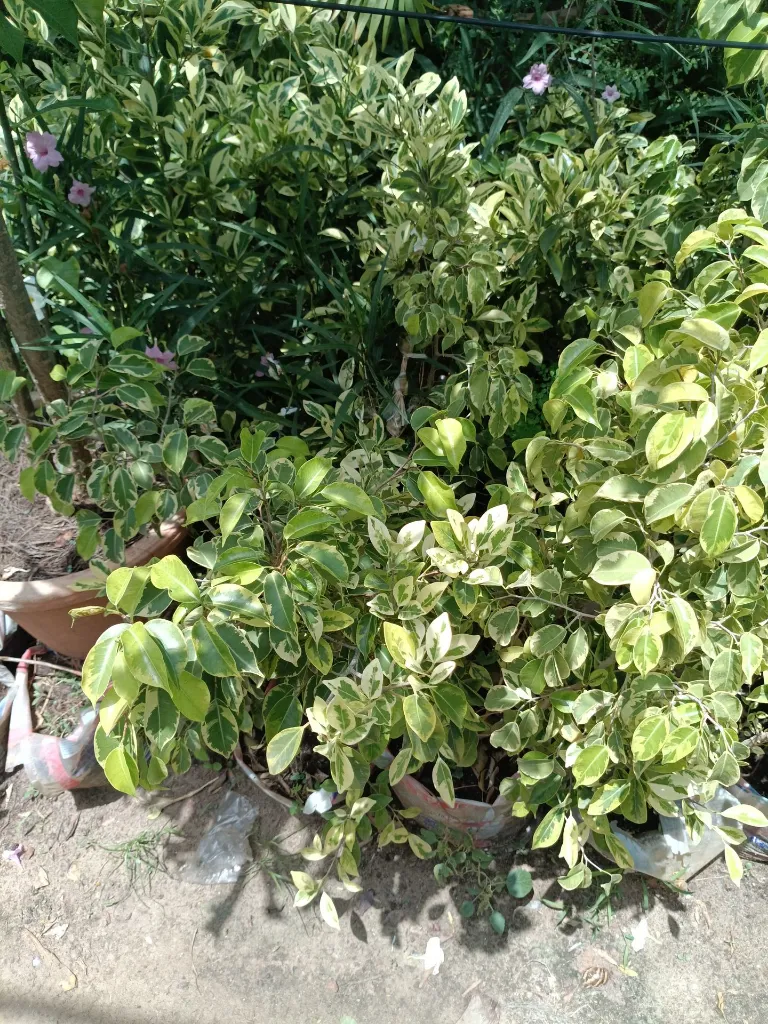 Ficus 2.webp