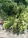 Ficus 2.webp
