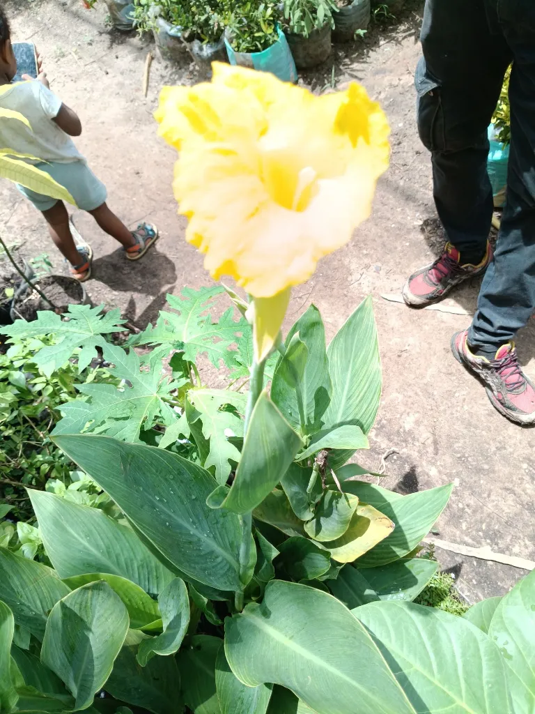 Canna 2.webp