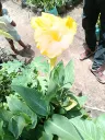 Canna 2.webp
