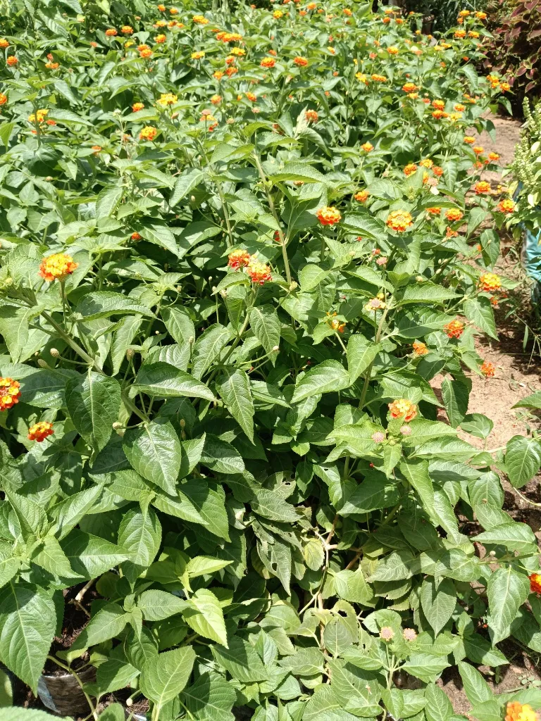 Lantana 2.webp
