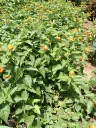 Lantana 2.webp