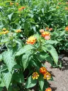 Lantana 3.webp