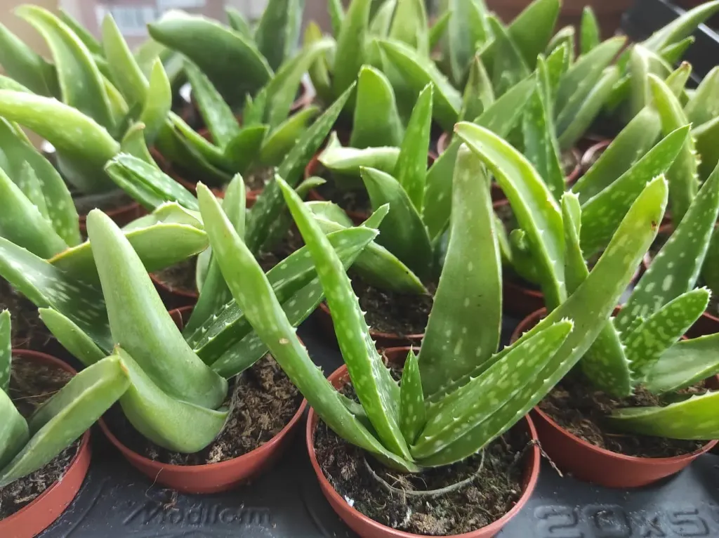 Aloe