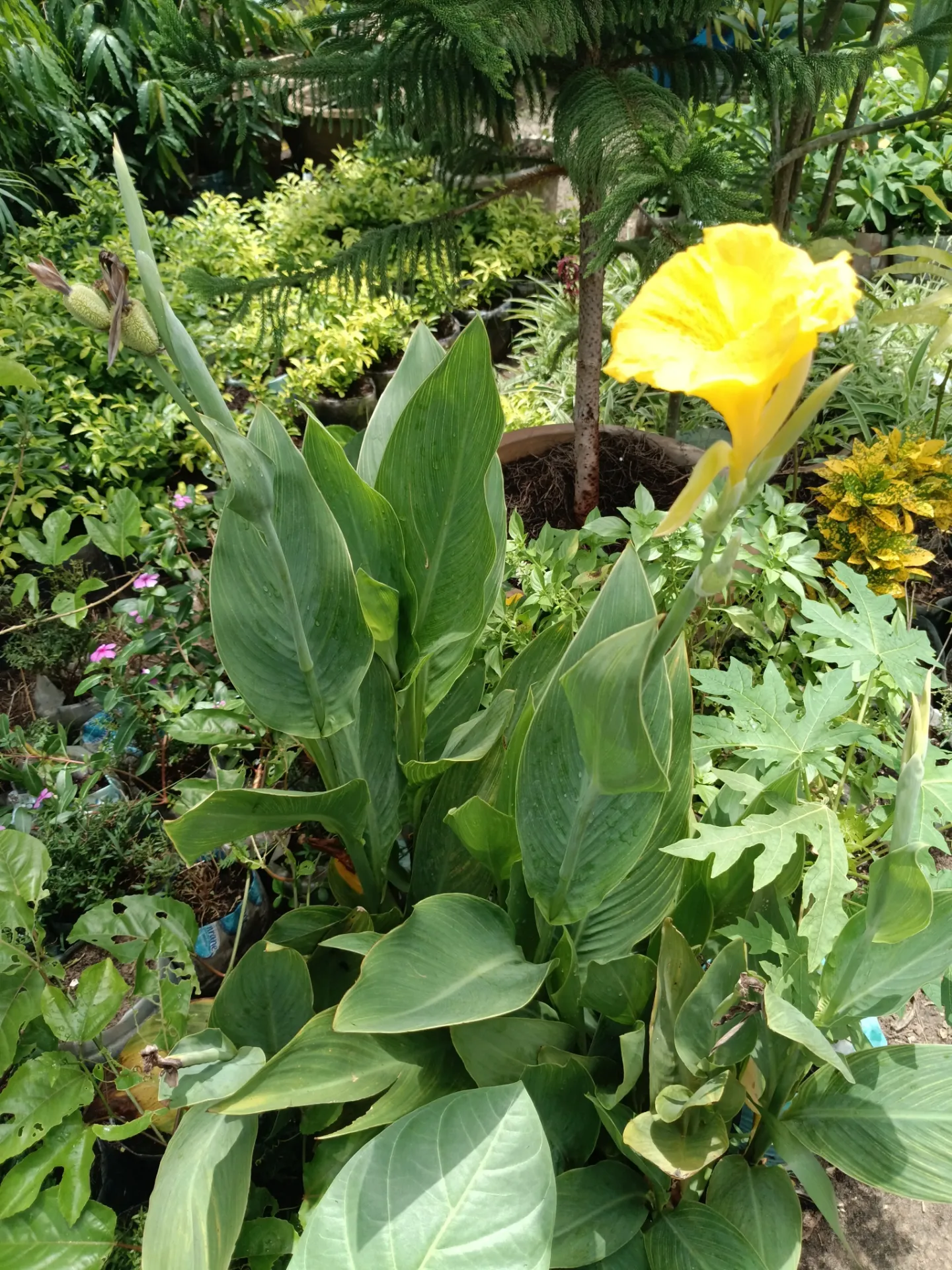 [GRB-NGKJ-10015-00005-001] Canna
