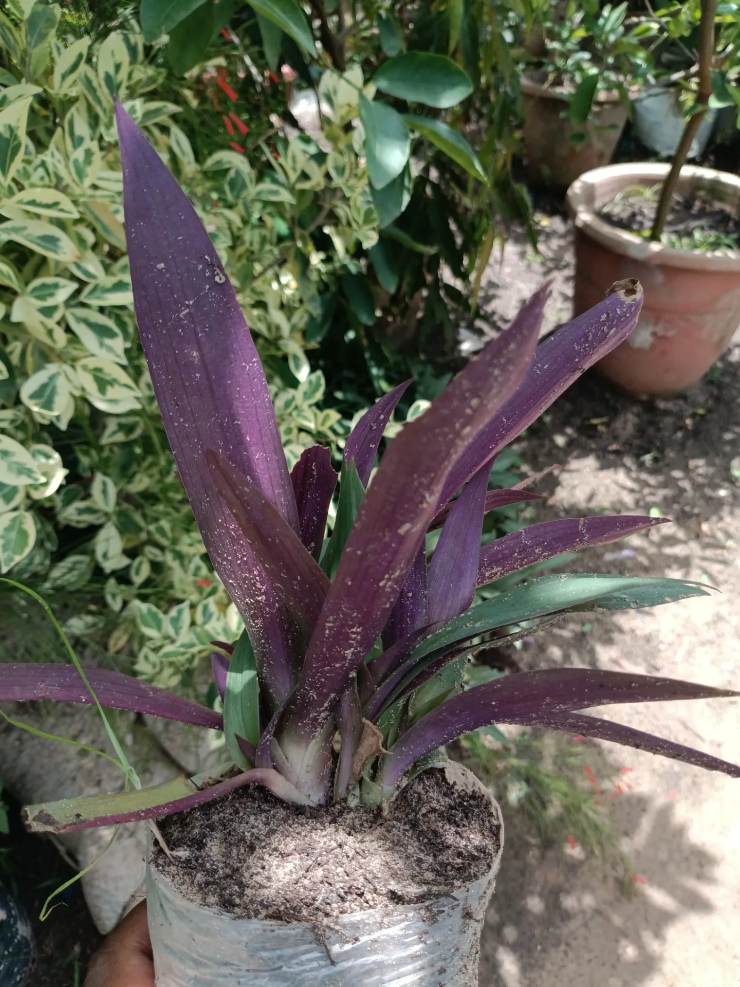 Coloro vitone