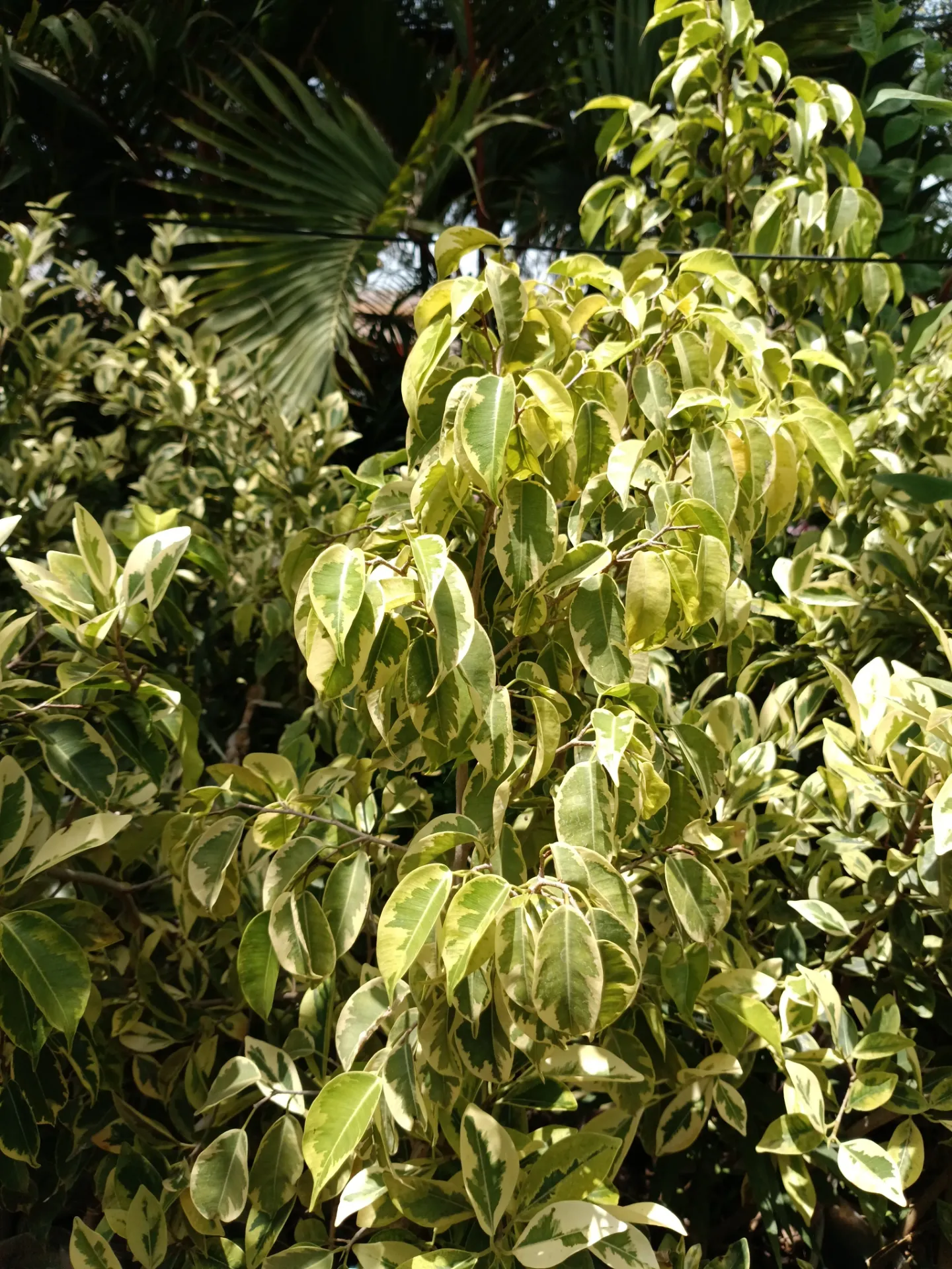 [GRB-NGKJ-10005-00011-001] Ficus
