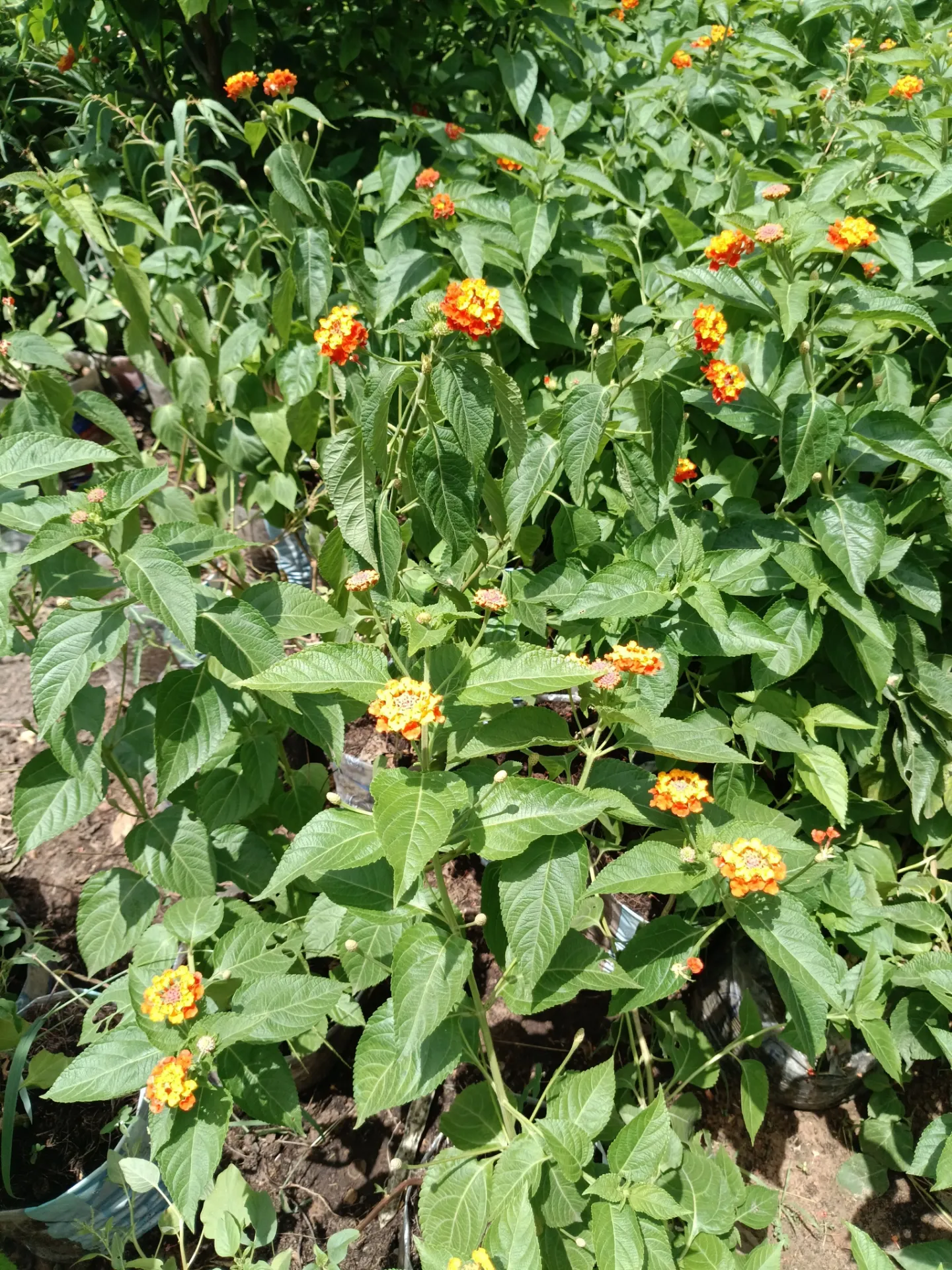 [GRB-NGKJ-10015-00013-001] Lantana
