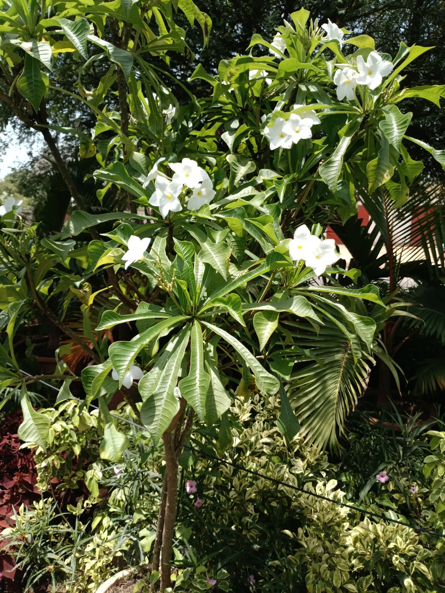 Parachipania