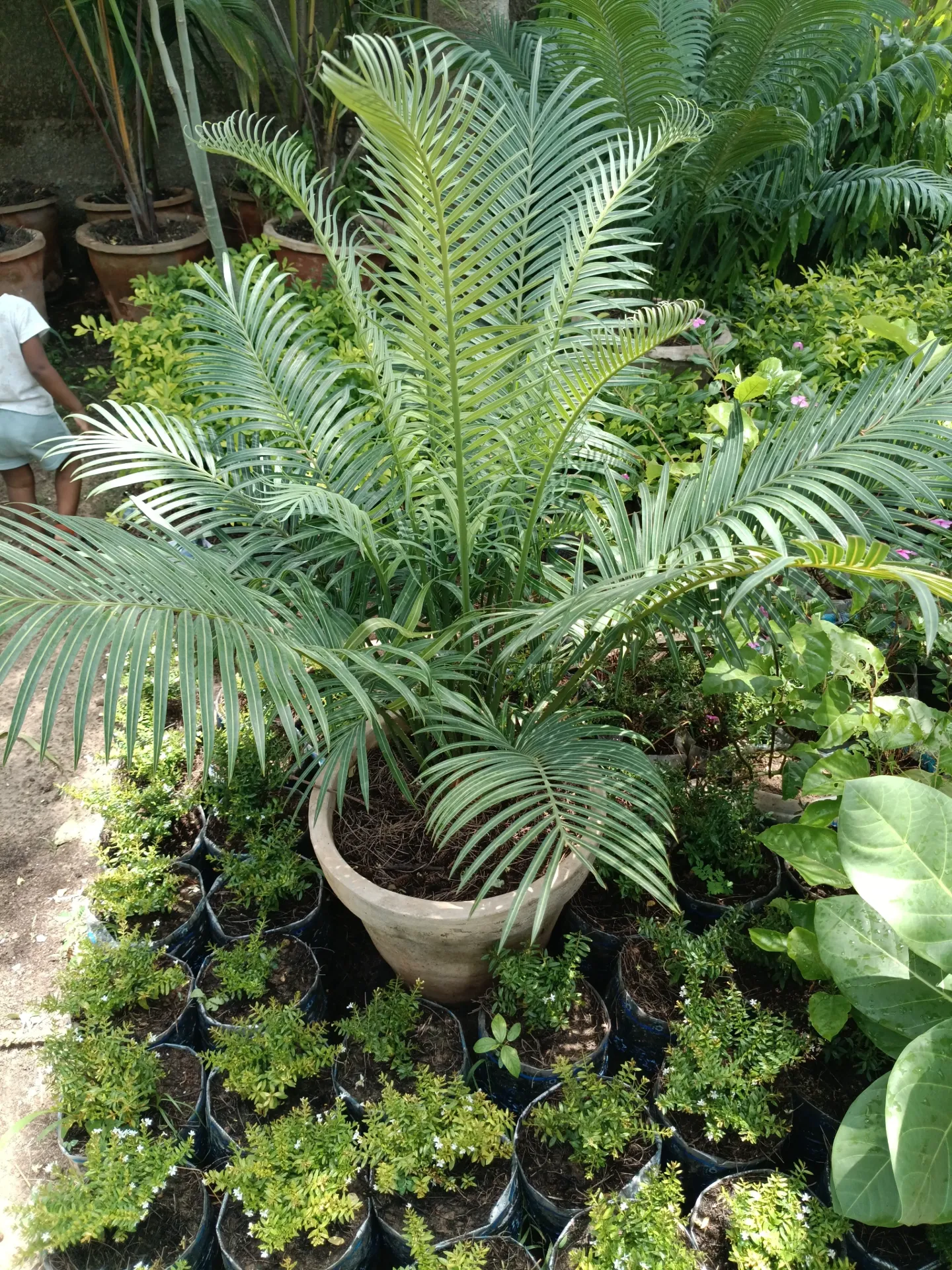 Cycas (Petite)