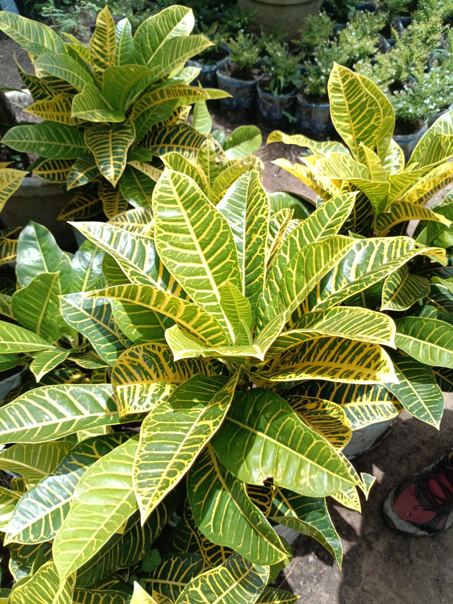 [GRB-NGKJ-10005-00008-TPP] Croton manguier (Petite)